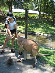 246 Wildlife Habitat Port Douglas